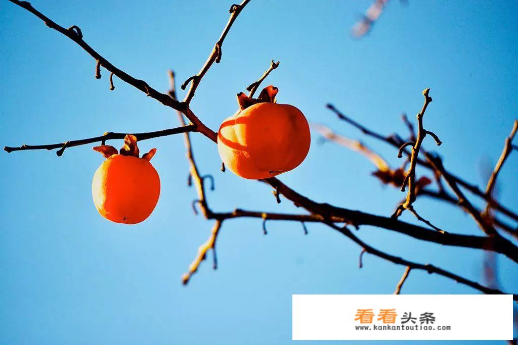 养鸡最忌讳的五种水果