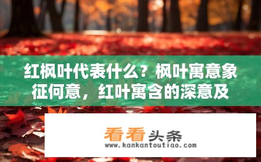 红枫叶代表什么？枫叶寓意象征何意，红叶寓含的深意及其文化内涵