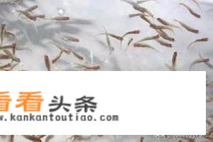 如何放养鱼苗？