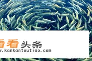 如何放养鱼苗？