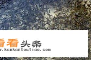 如何放养鱼苗？