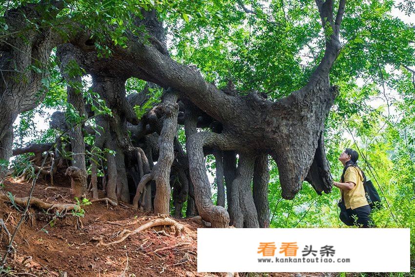 皂角树长什么样子？