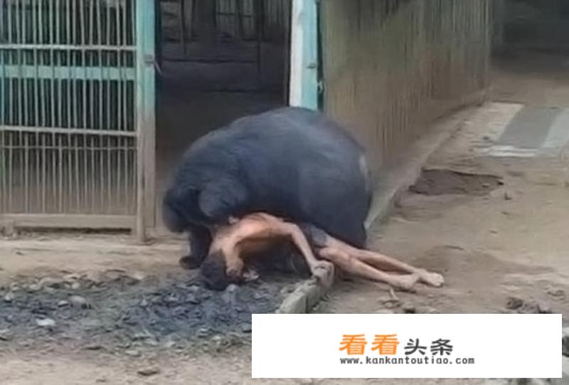 惨！母亲送儿读书遇熊咬死，搜救2人死亡，遇熊该如何自救？