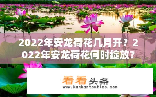 2022年安龙荷花几月开？2022年安龙荷花何时绽放？