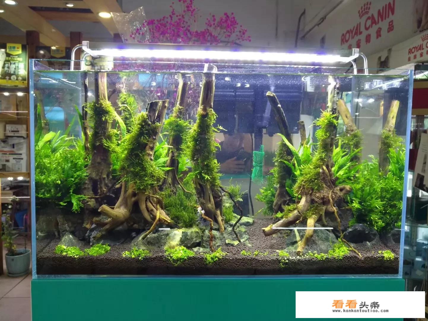 什么是生态鱼缸？
