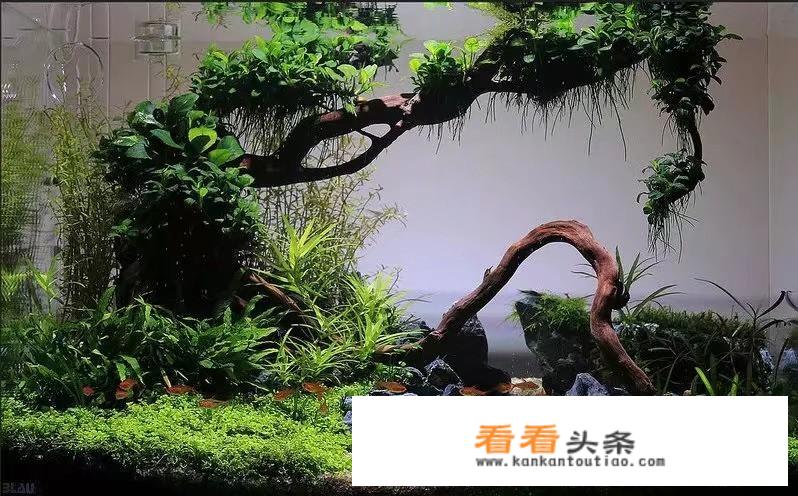 什么是生态鱼缸？