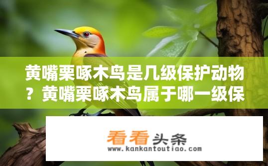 黄嘴栗啄木鸟是几级保护动物？黄嘴栗啄木鸟属于哪一级保护物种?