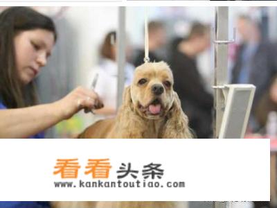 如何成为一名合格的宠物医师？
