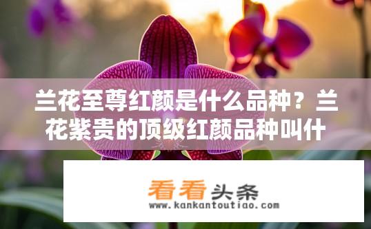兰花至尊红颜是什么品种？兰花紫贵的顶级红颜品种叫什么名字？