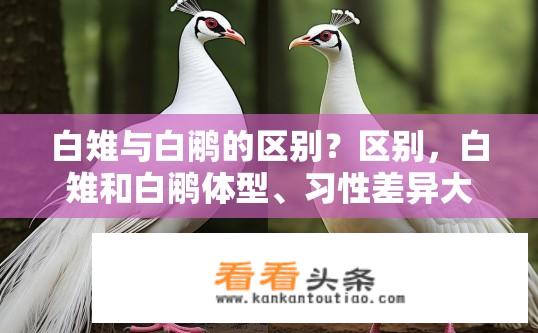 白雉与白鹇的区别？区别，白雉和白鹇体型、习性差异大吗？