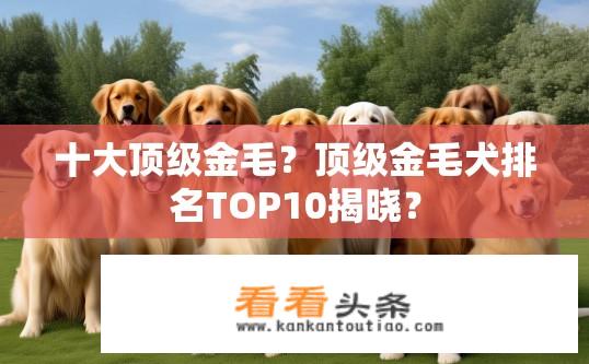 十大顶级金毛？顶级金毛犬排名TOP10揭晓？