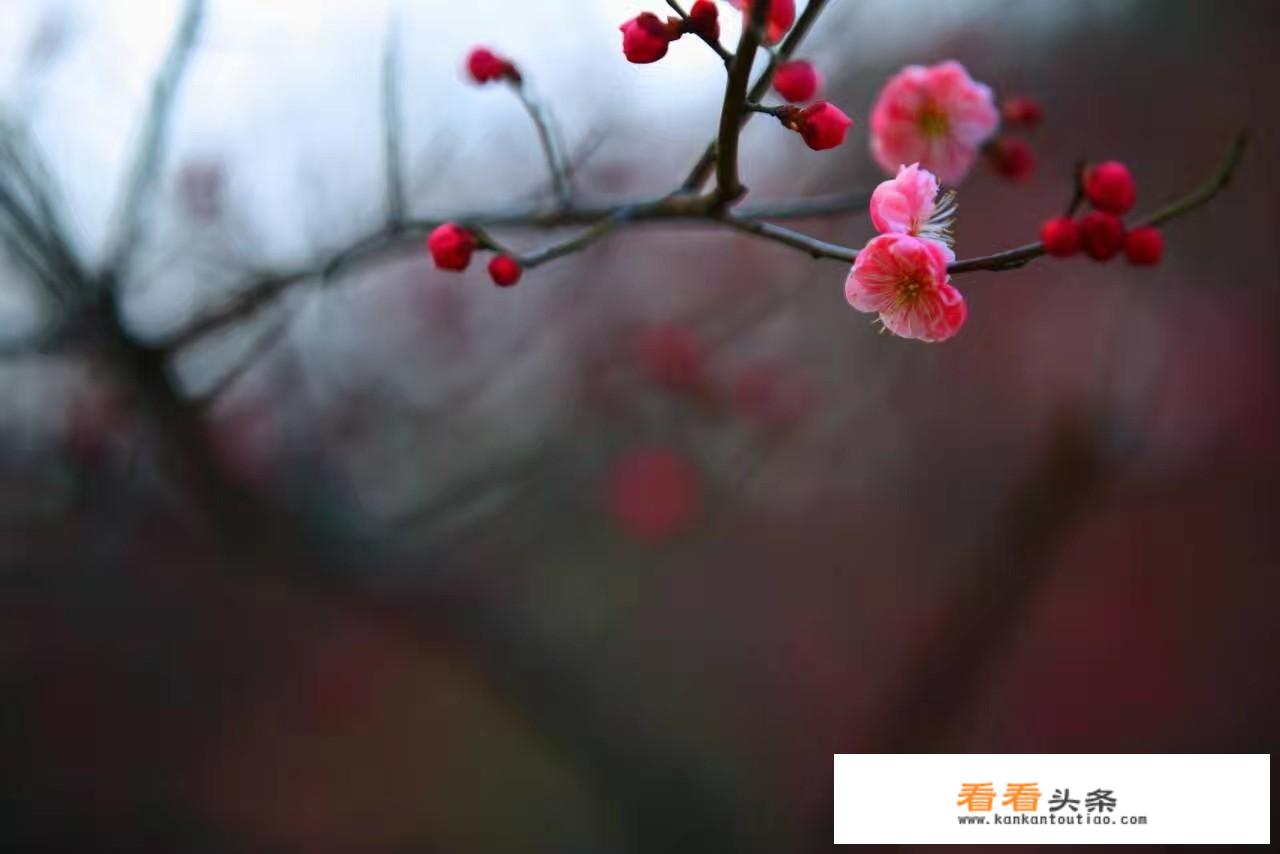 佳能SX200IS怎么样？