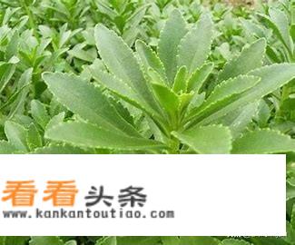 救心菜怎么做？