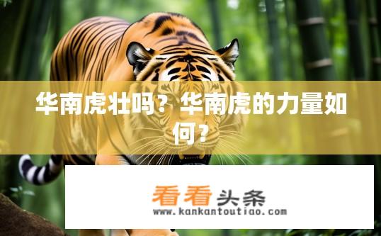 华南虎壮吗？华南虎的力量如何？