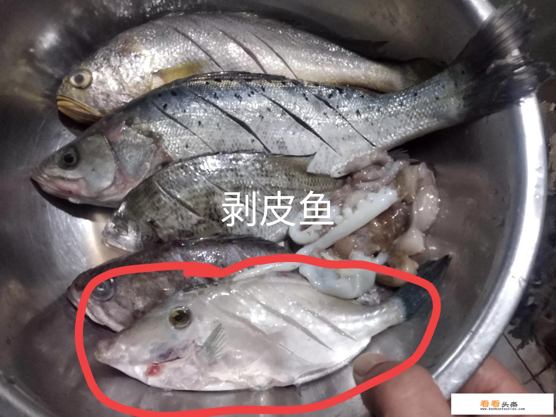 鳎目鱼和橡皮鱼区别？