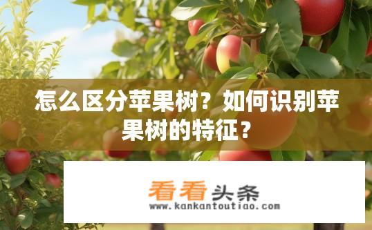 怎么区分苹果树？如何识别苹果树的特征？