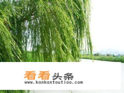 你知道清明节有多感人的来历吗？