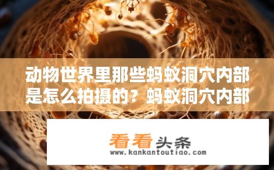 动物世界里那些蚂蚁洞穴内部是怎么拍摄的？蚂蚁洞穴内部拍摄揭秘，如何捕捉动物世界的微观世界？