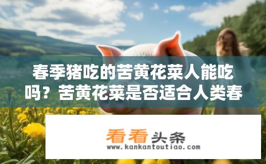 春季猪吃的苦黄花菜人能吃吗？苦黄花菜是否适合人类春季食用？