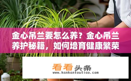 金心吊兰要怎么养？金心吊兰养护秘籍，如何培育健康繁荣？