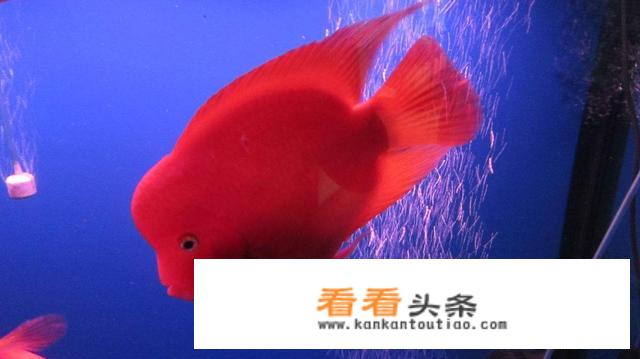 财神鱼是什么鱼？