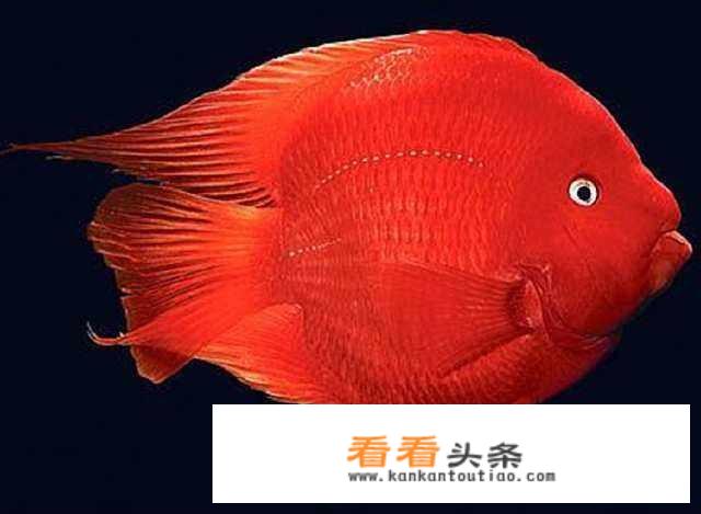 财神鱼是什么鱼？