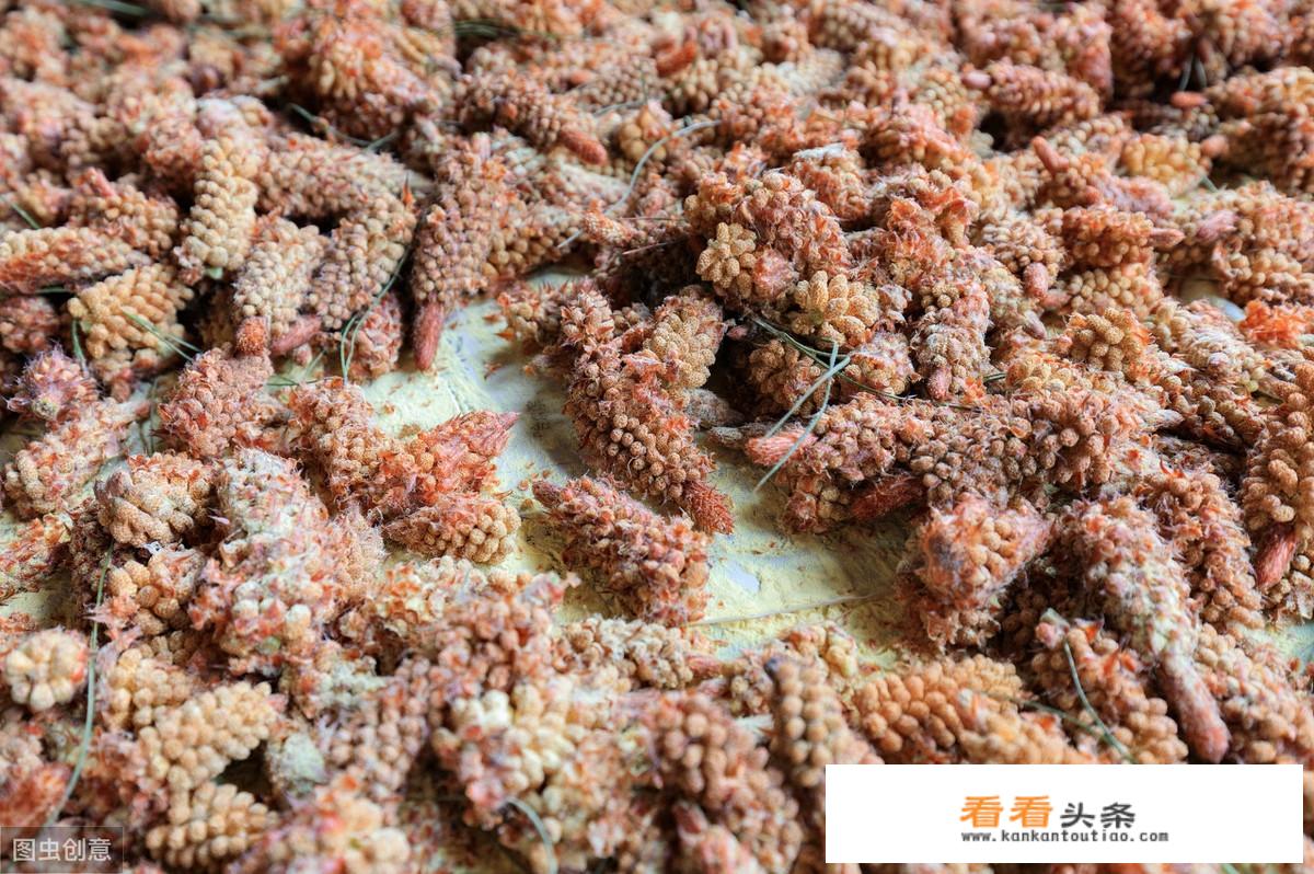 农村松树开花后，收集到的松花粉有何作用？