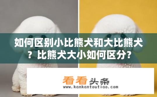 如何区别小比熊犬和大比熊犬？比熊犬大小如何区分？