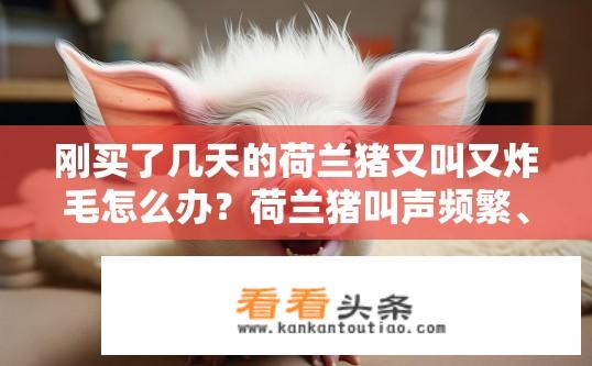 刚买了几天的荷兰猪又叫又炸毛怎么办？荷兰猪叫声频繁、炸毛如何处理？