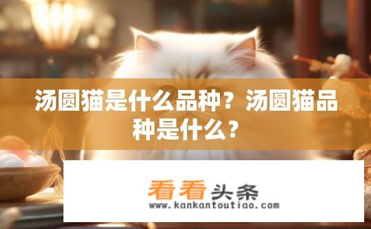 汤圆猫是什么品种？汤圆猫品种是什么？