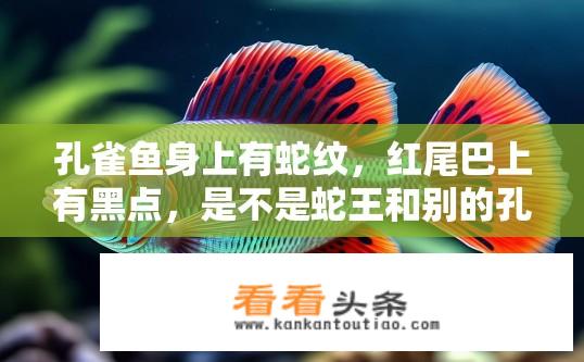 孔雀鱼身上有蛇纹，红尾巴上有黑点，是不是蛇王和别的孔雀的串呀。是什么串。谢谢啦？孔雀鱼蛇纹与红尾黑点，品种串交解析？