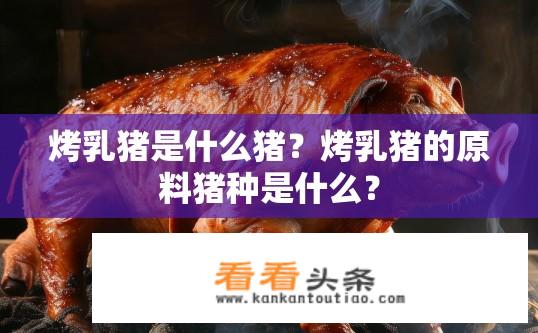 烤乳猪是什么猪？烤乳猪的原料猪种是什么？