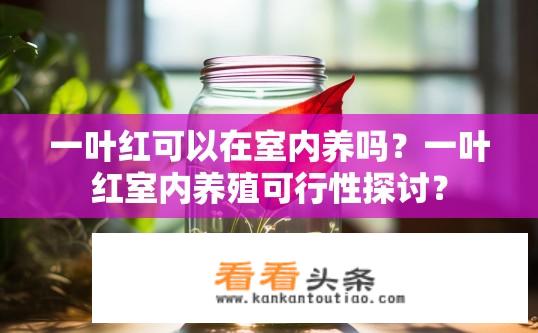 一叶红可以在室内养吗？一叶红室内养殖可行性探讨？