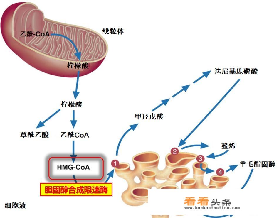 特制红曲中提取的“血脂康”，是怎样降低胆固醇的？