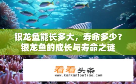 银龙鱼能长多大，寿命多少？银龙鱼的成长与寿命之谜