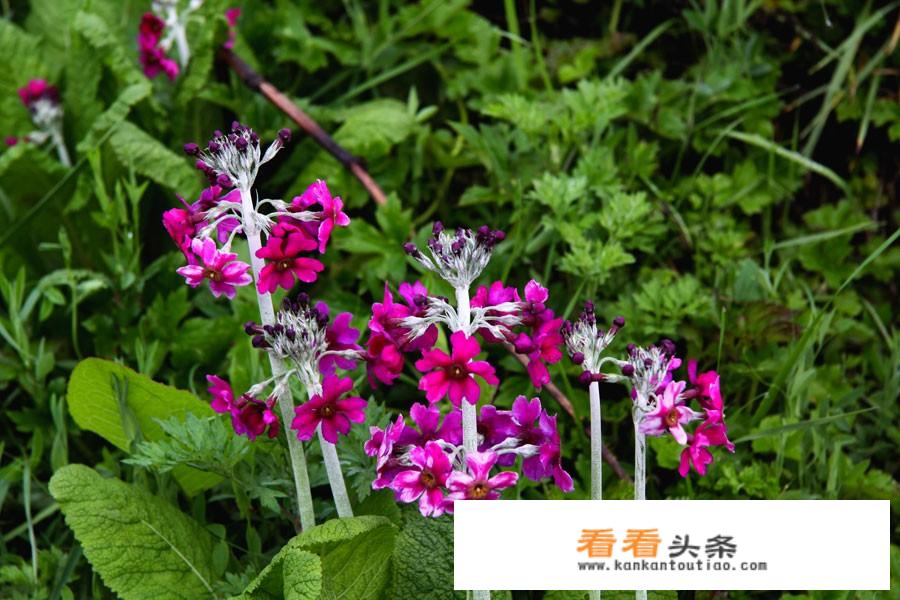五一四川自驾游最佳去处？