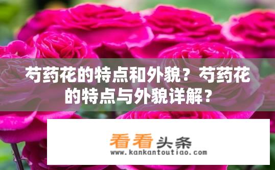 芍药花的特点和外貌？芍药花的特点与外貌详解？