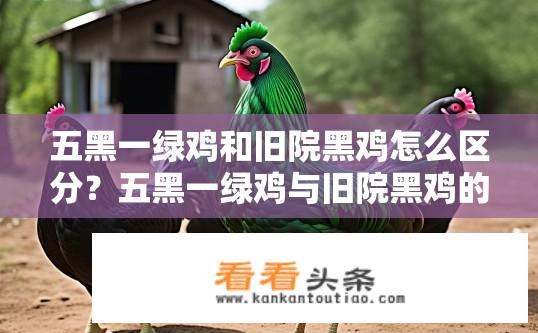 五黑一绿鸡和旧院黑鸡怎么区分？五黑一绿鸡与旧院黑鸡的区别是什么？