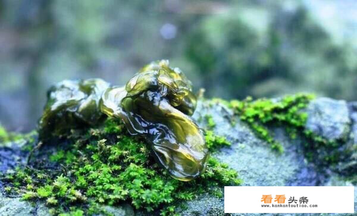 地皮菜怎么快速洗干净？