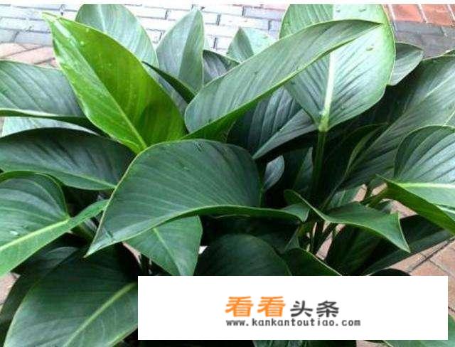 金钻和天堂鸟图片对比？