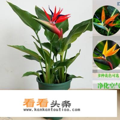 金钻和天堂鸟图片对比？