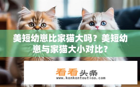 美短幼崽比家猫大吗？美短幼崽与家猫大小对比？