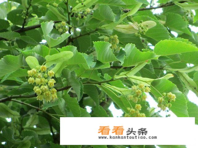 菩提树长在何地，它的籽有何用？
