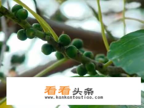 菩提树长在何地，它的籽有何用？