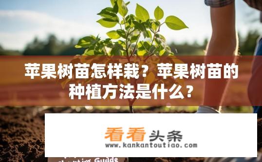 苹果树苗怎样栽？苹果树苗的种植方法是什么？