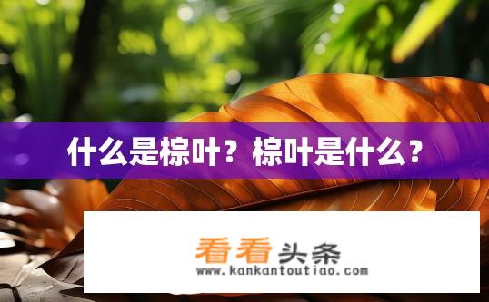 什么是棕叶？棕叶是什么？