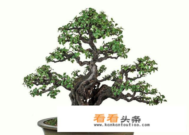 雀梅盆景的养护方法？