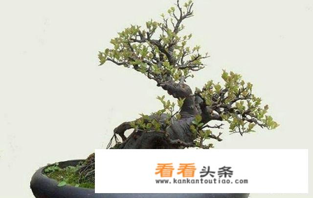 雀梅盆景的养护方法？