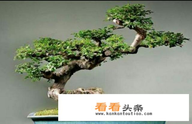 雀梅盆景的养护方法？