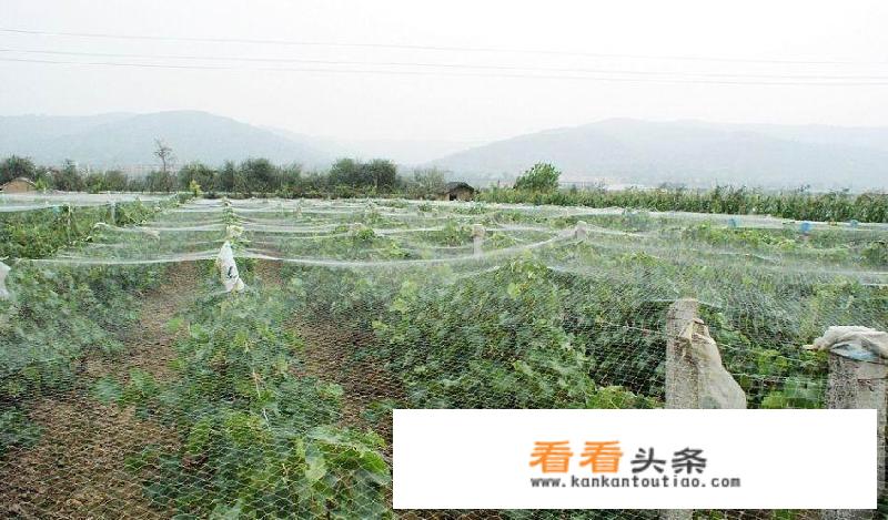 防鸟网修补方法？